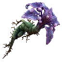 Amor Mandragora
