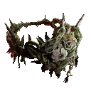 Crown of Thorns