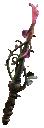 Lifesprig