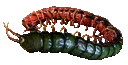 Ryslatha's Coil