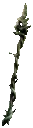Splinter of Loratta