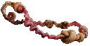 Umbilicus Immortalis